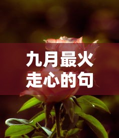 九月最火走心的句子:九月最经典十句话