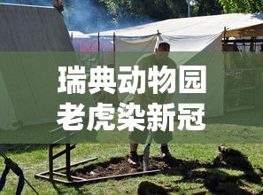 瑞典动物园老虎染新冠被安乐死/瑞典 动物