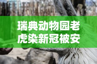 瑞典动物园老虎染新冠被安乐死/瑞典 动物