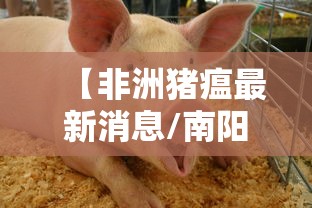 【非洲猪瘟最新消息/南阳非洲猪瘟最新消息】
