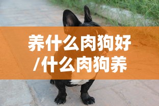 养什么肉狗好/什么肉狗养殖周期最短出栏最快