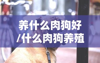 养什么肉狗好/什么肉狗养殖周期最短出栏最快