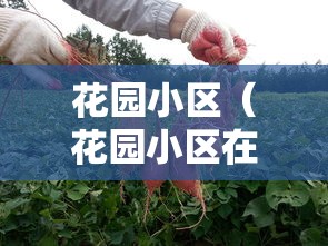 花园小区（花园小区在哪里）