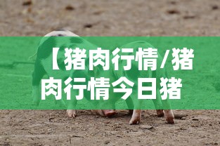 【猪肉行情/猪肉行情今日猪价】