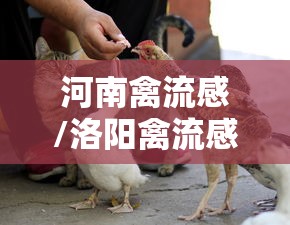 河南禽流感/洛阳禽流感