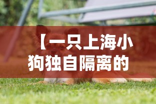 【一只上海小狗独自隔离的19天,上海 宠物 隔离】