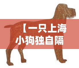 【一只上海小狗独自隔离的19天,上海 宠物 隔离】